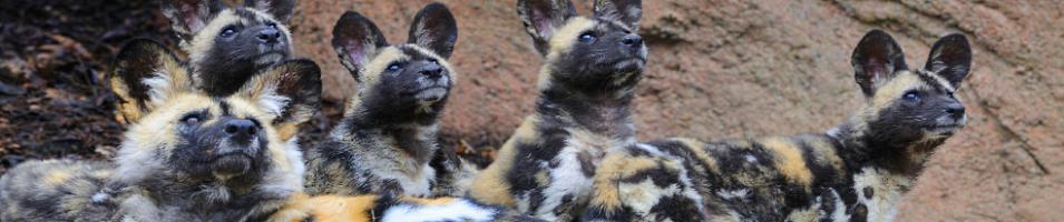 Wild Dogs